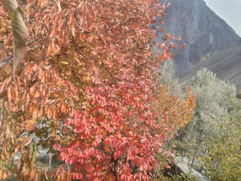 Autumn is the best time to visit Northern Areas of Pakistan to enjoy the Yellow colors