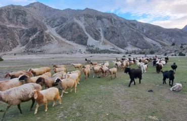 Hindu Kush Meadows Pakistan