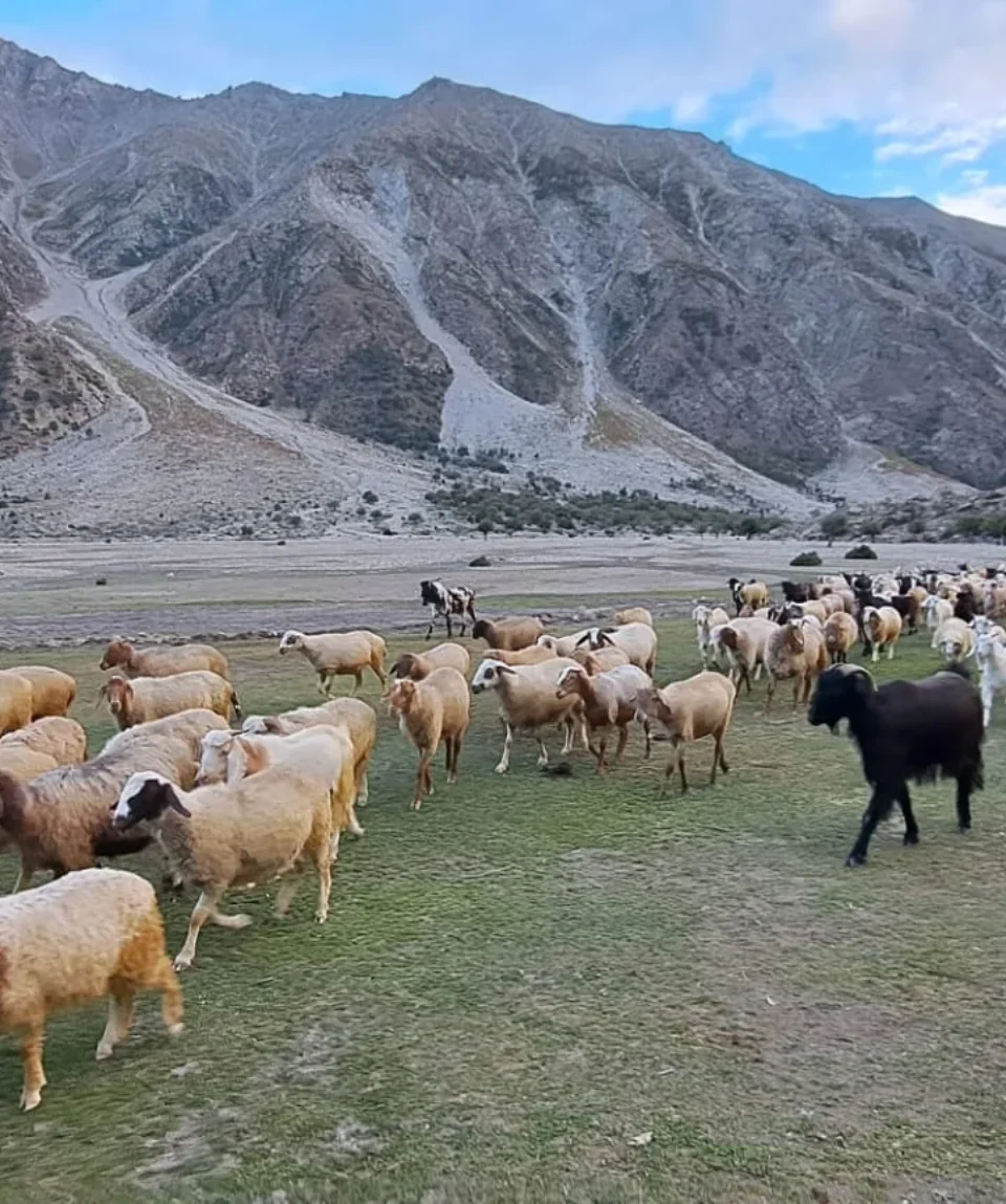 Hindu Kush Meadows Pakistan