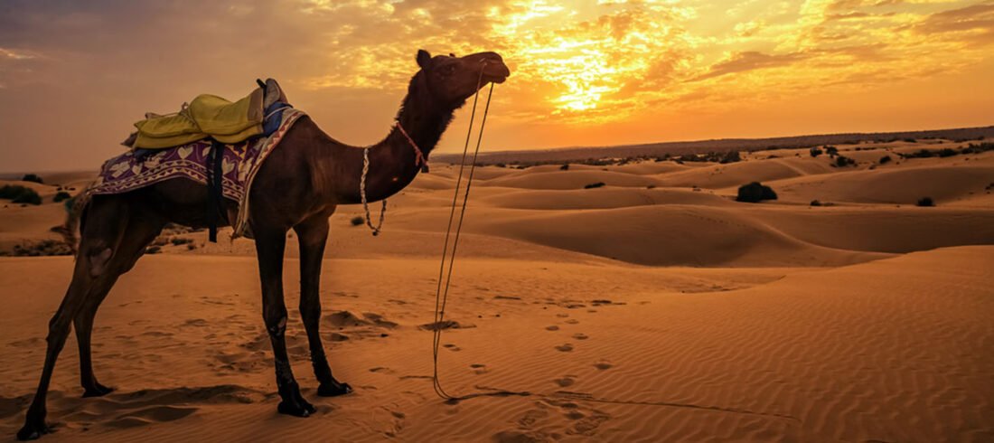 Thar-Desert