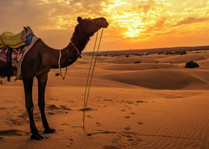 Thar-Desert